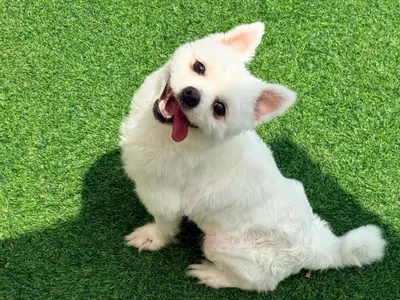 포메라니안 사진