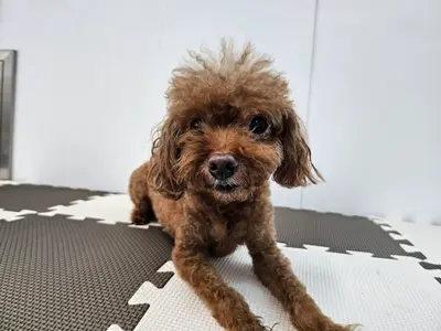 푸들 사진