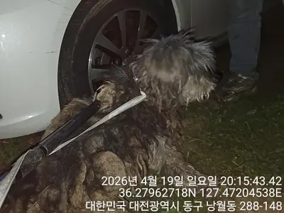 믹스견 사진