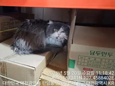페르시안 사진