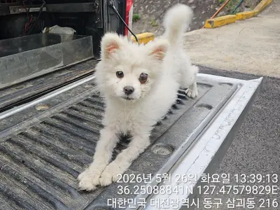 믹스견 사진
