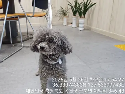푸들 사진