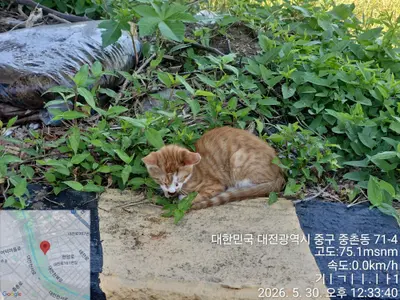 한국 고양이 사진