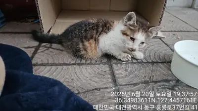 한국 고양이 사진