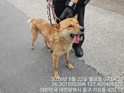 믹스견 사진