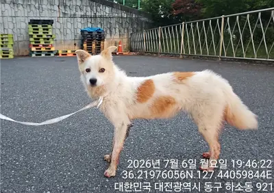 믹스견 사진