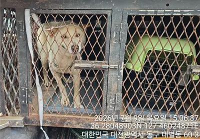 믹스견 사진