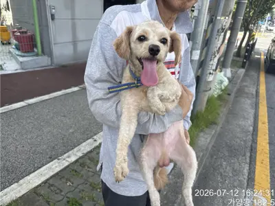 믹스견 사진