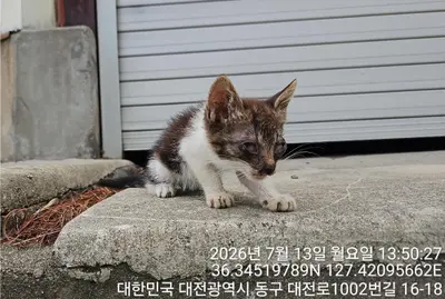 한국 고양이 사진