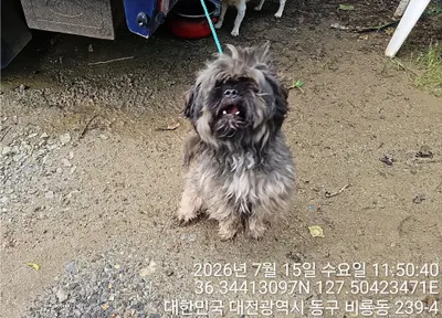 믹스견 사진