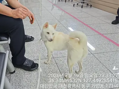 시바 사진