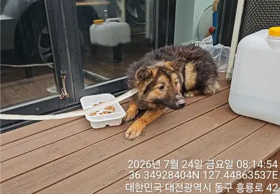 믹스견 사진