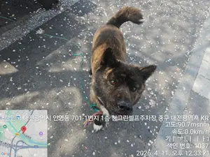 진도견 사진