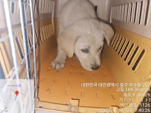 믹스견 사진