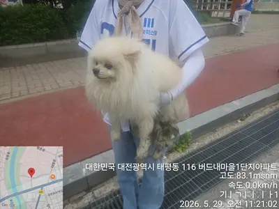 포메라니안 사진