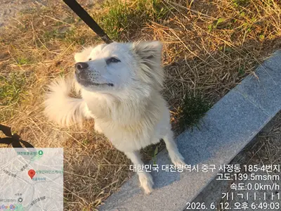 믹스견 사진
