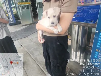 믹스견 사진