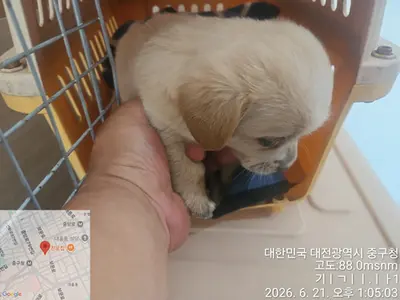 믹스견 사진