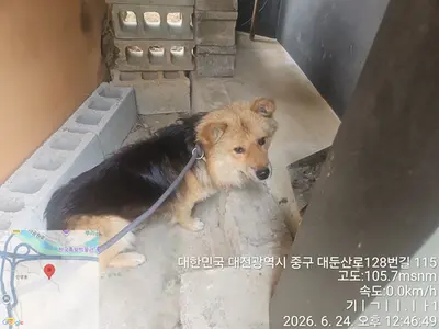 믹스견 사진