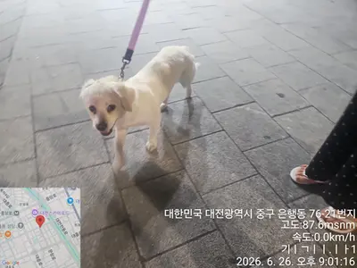 말티즈 사진