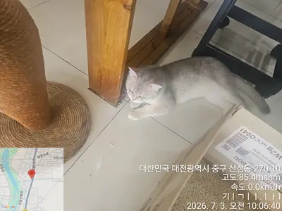 브리티시 쇼트헤어 사진