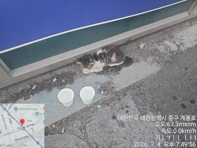 한국 고양이 사진