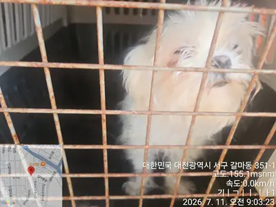 말티즈 사진