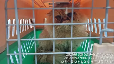 페르시안 사진