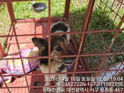 믹스견 사진
