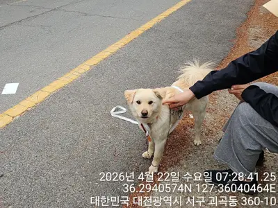 믹스견 사진