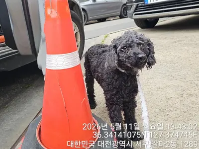 푸들 사진