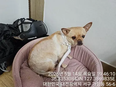 치와와 사진