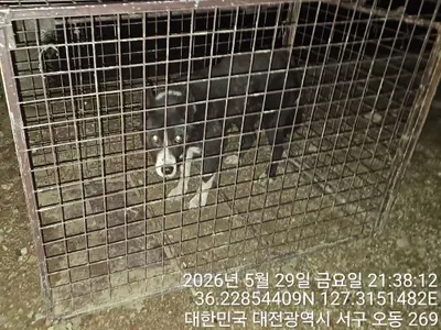 믹스견 사진