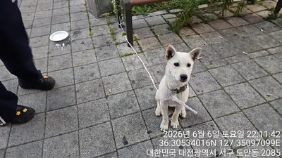 믹스견 사진