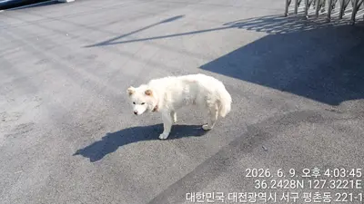 믹스견 사진