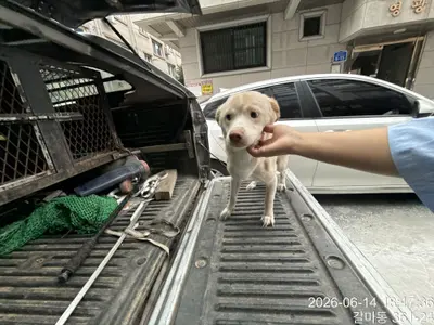 믹스견 사진