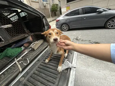 믹스견 사진