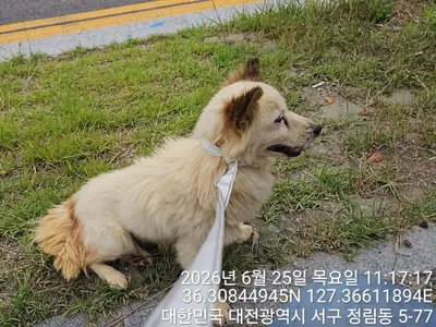 믹스견 사진