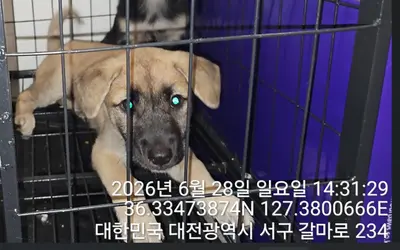 믹스견 사진