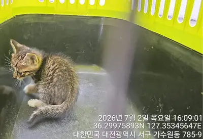 한국 고양이 사진