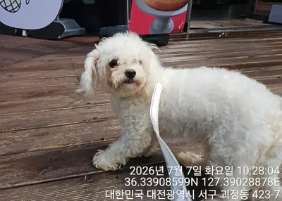 말티즈 사진