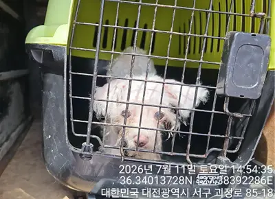 말티즈 사진