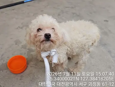 말티즈 사진