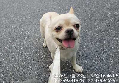 치와와 사진