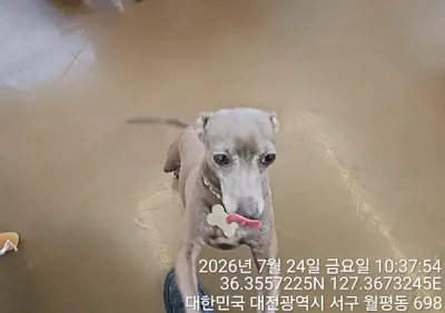 이탈리안 그레이 하운드 사진