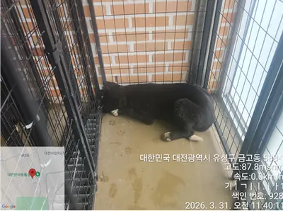 믹스견 사진