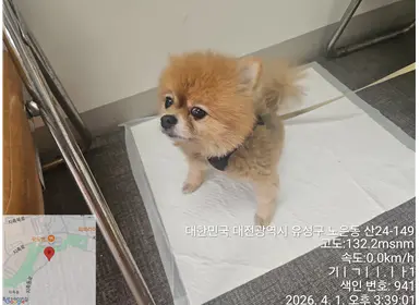 포메라니안 사진