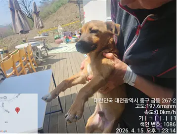 믹스견 사진