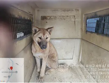 믹스견 사진