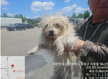 말티즈 사진